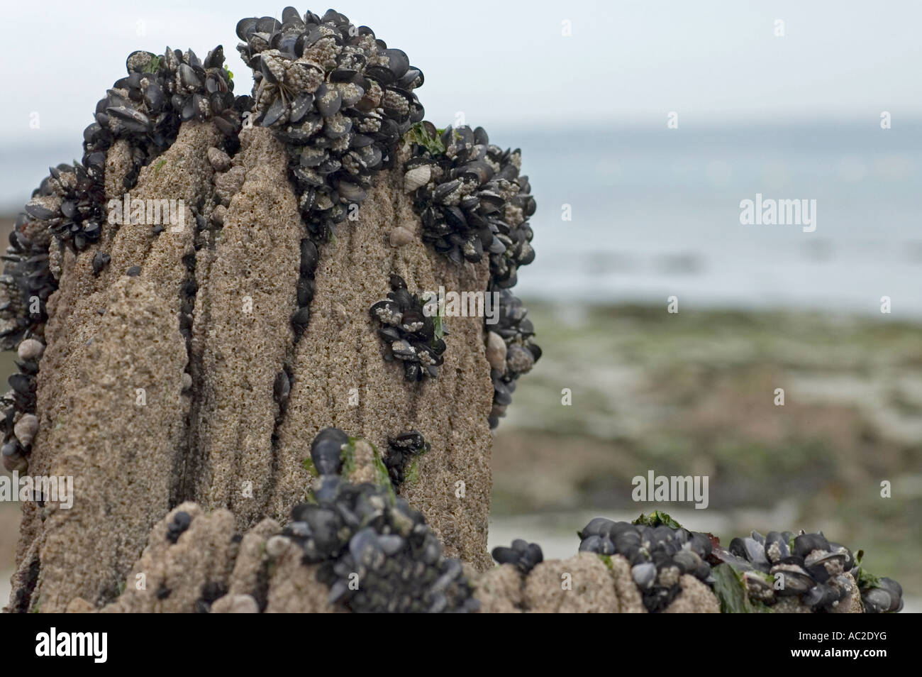 rocks with mussels on stony strand at the coast in Locquirec in ...
