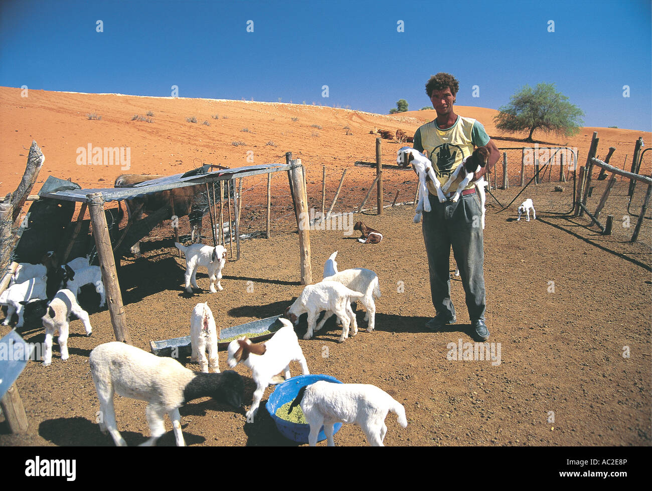 Goat farmer with his goats in Northern Cape South Africa Stock Photo