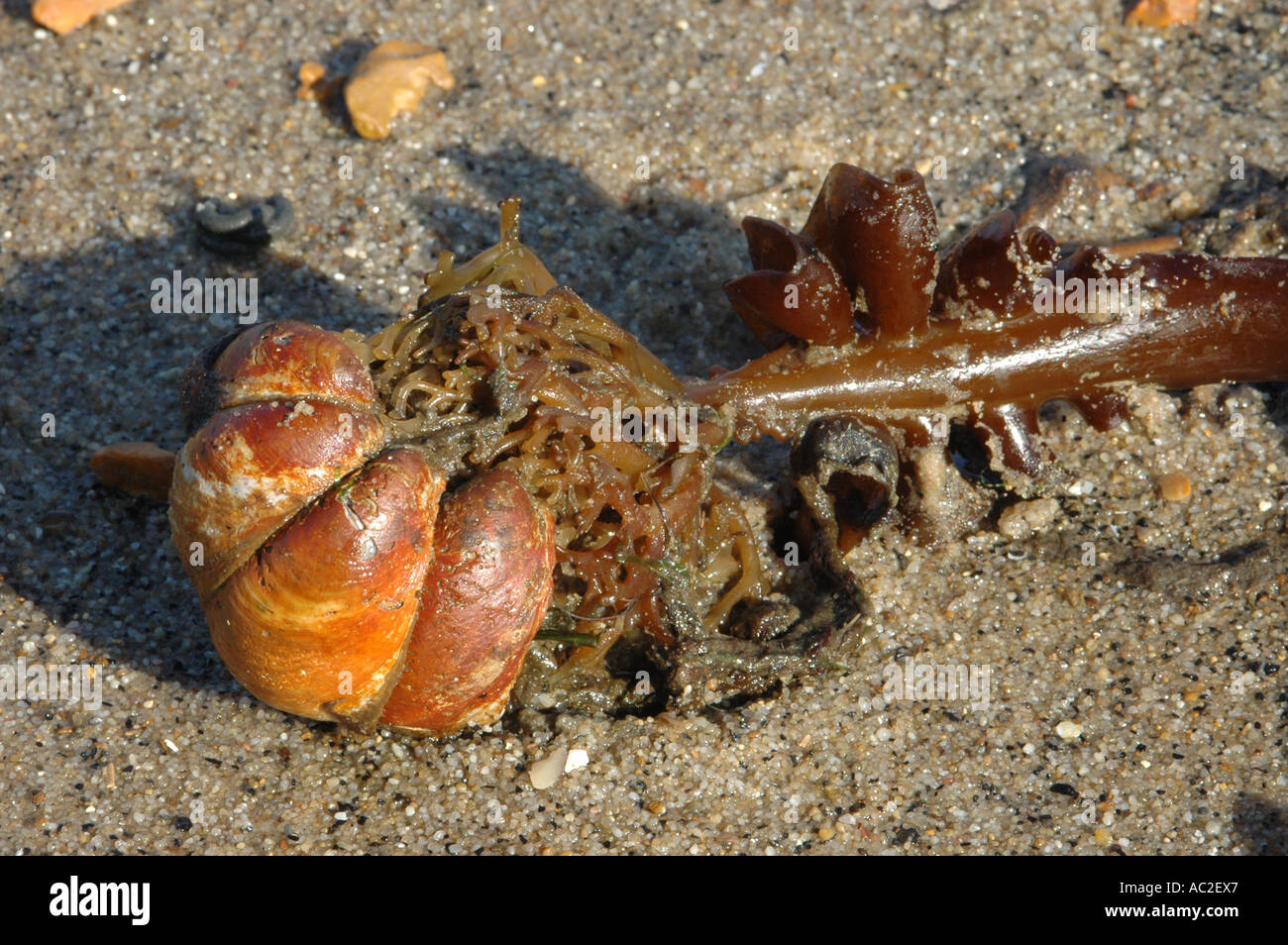 A ‘chain’ of Slipper Limpets pulled from the seabed by seaweed holdfast Stock Photo
