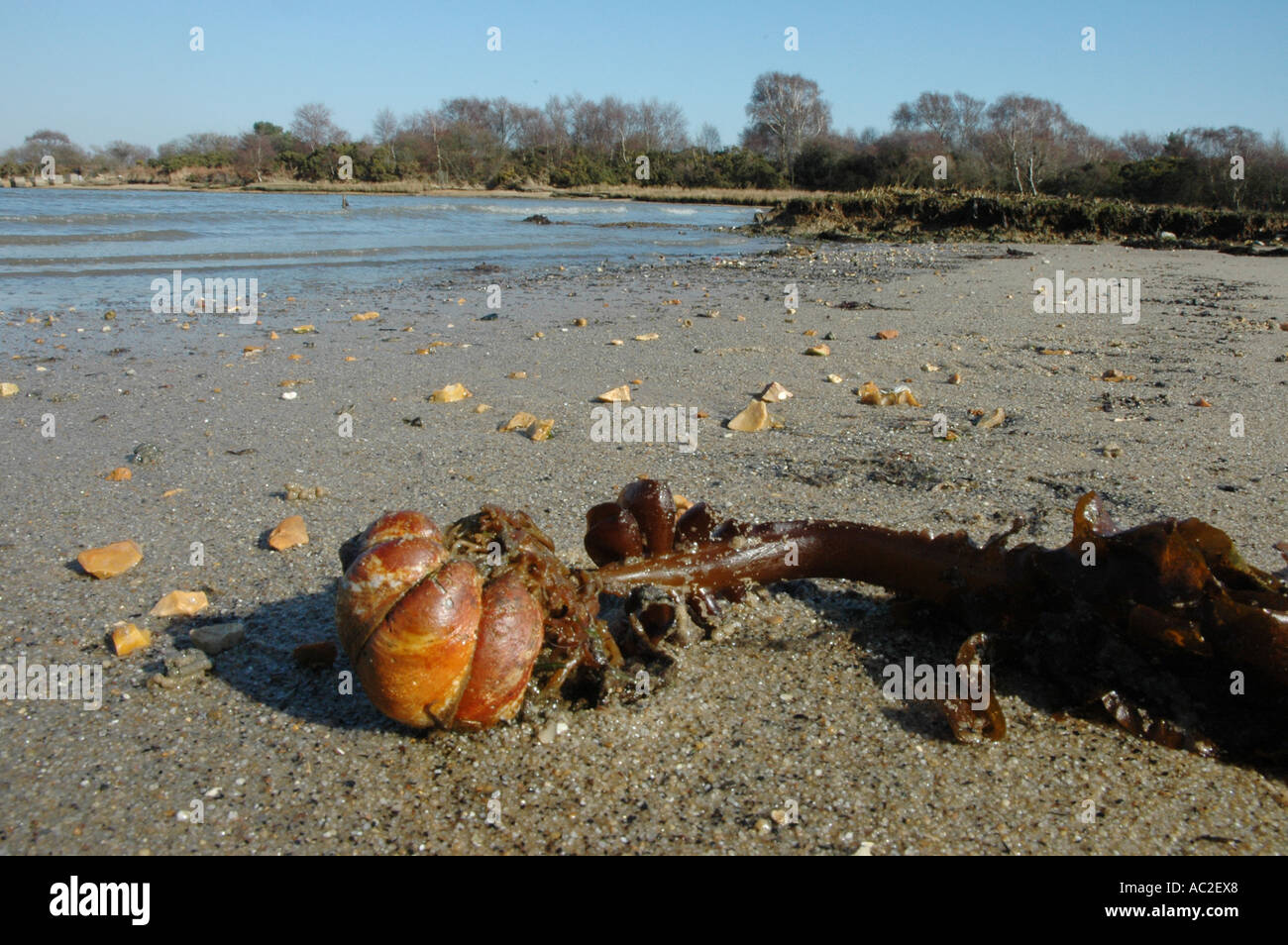 A ‘chain’ of Slipper Limpets pulled from the seabed by seaweed holdfast Stock Photo