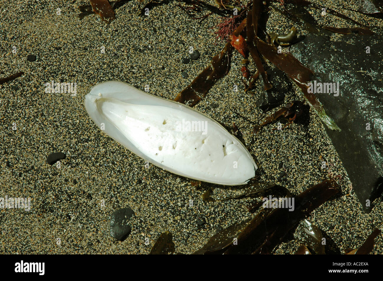 The washed-up internal shell in a Common Cuttlefish Stock Photo