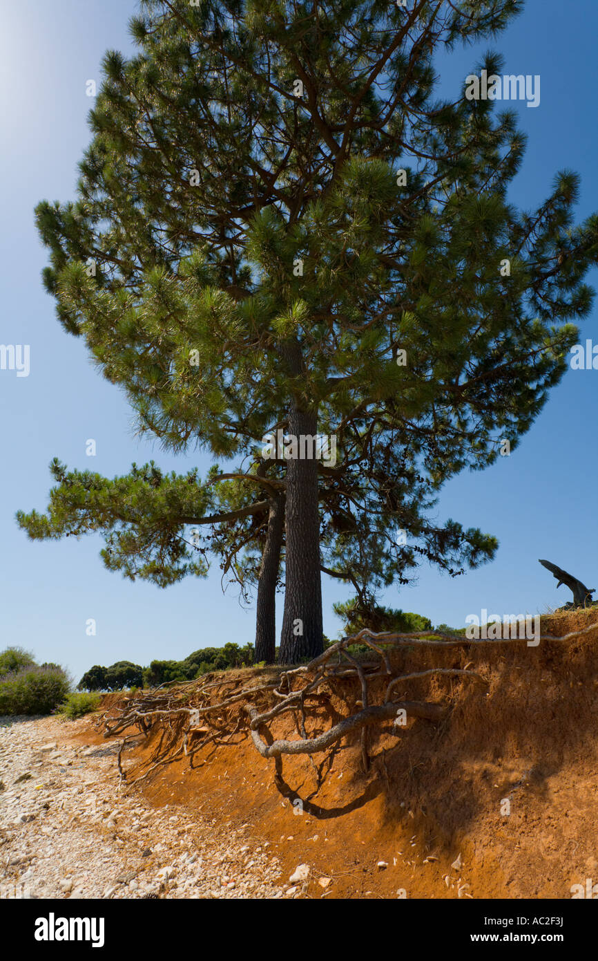 Evergreen tree on very edge of eroded coastline, Kosir site on Brioni islands, Veliki Brijun, Croatia Stock Photo