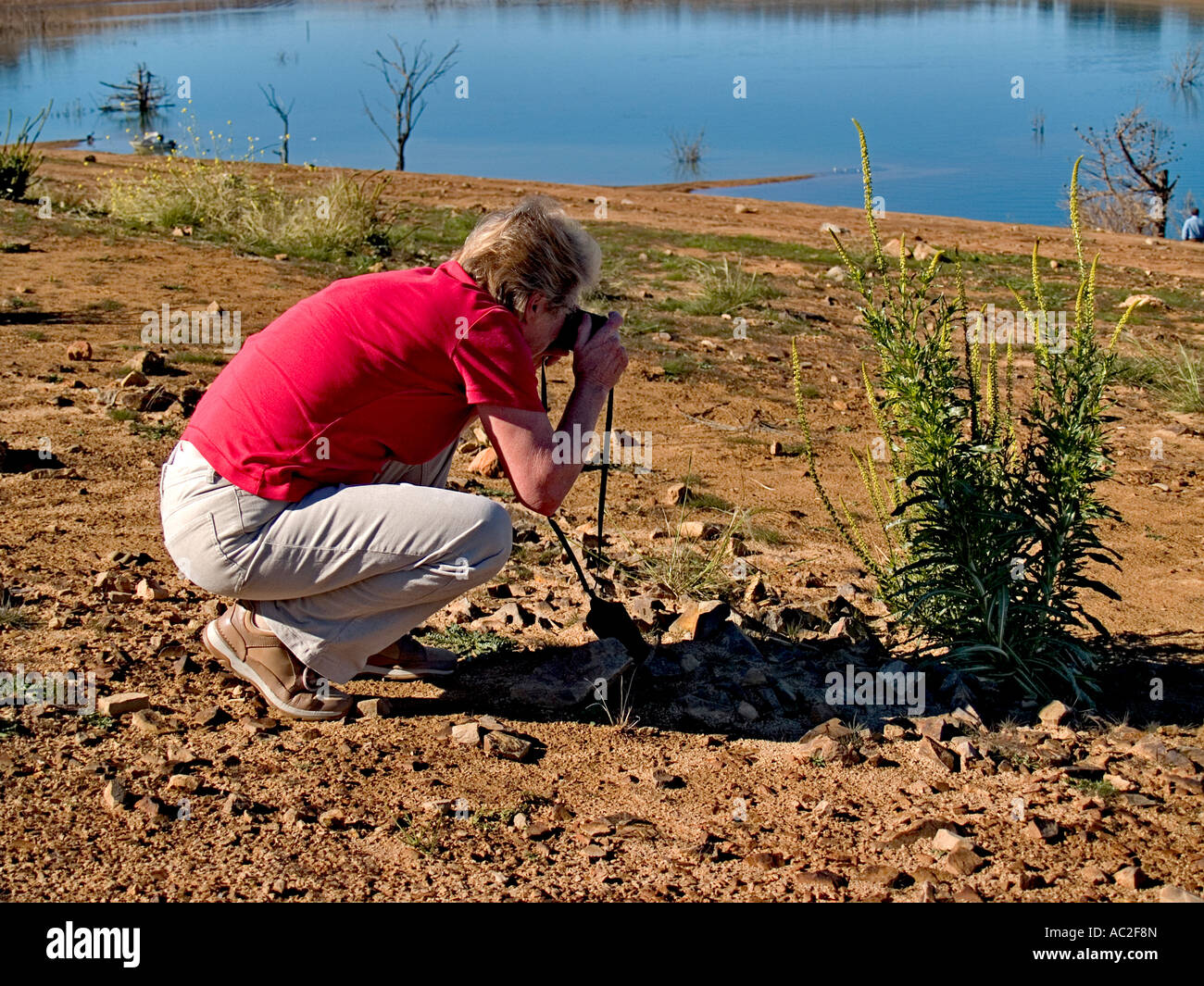 Lady photographer taking close up shot of plant Stock Photo