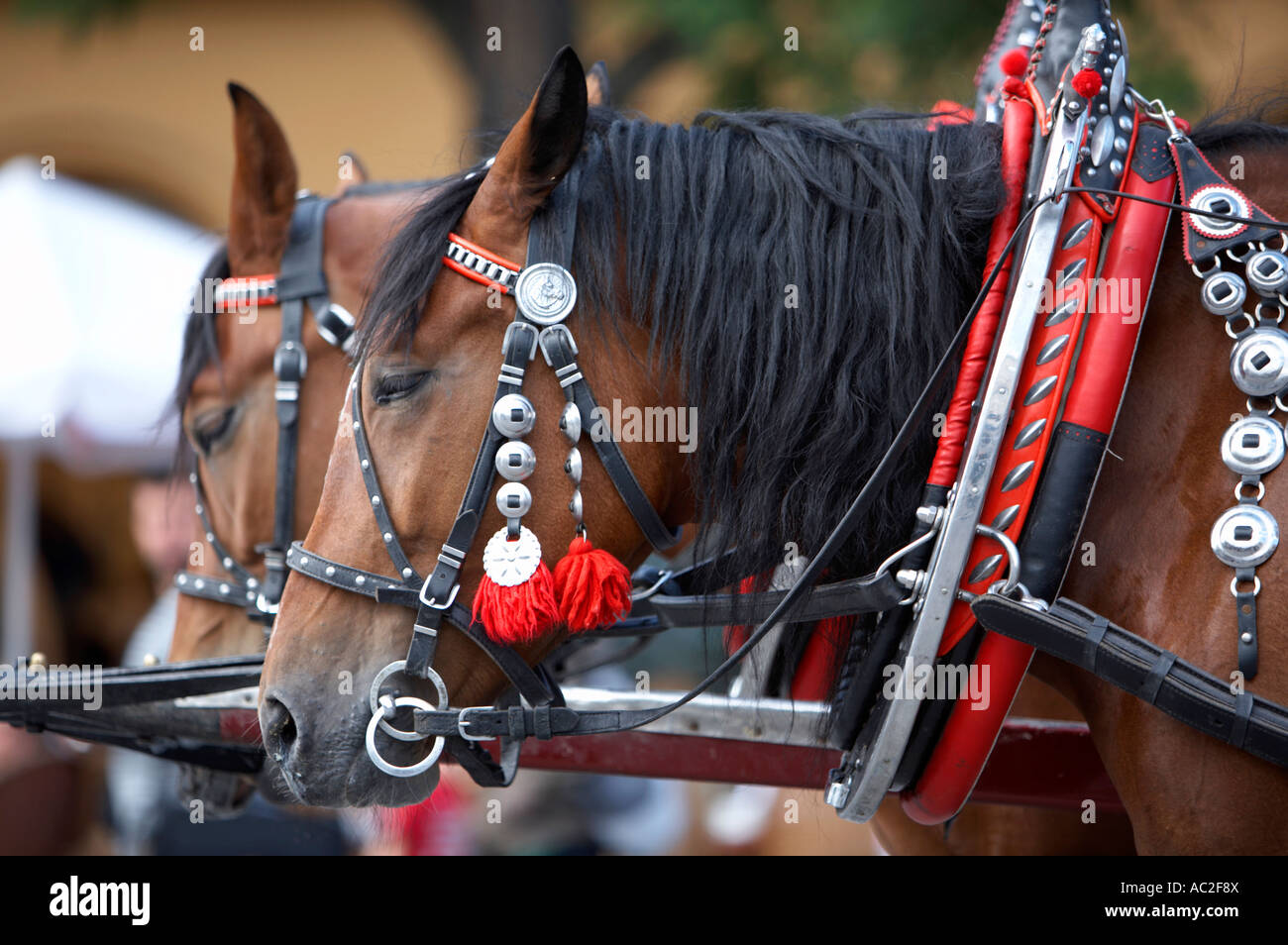 close up of horses and harness and tackle of tourist horse drawn
