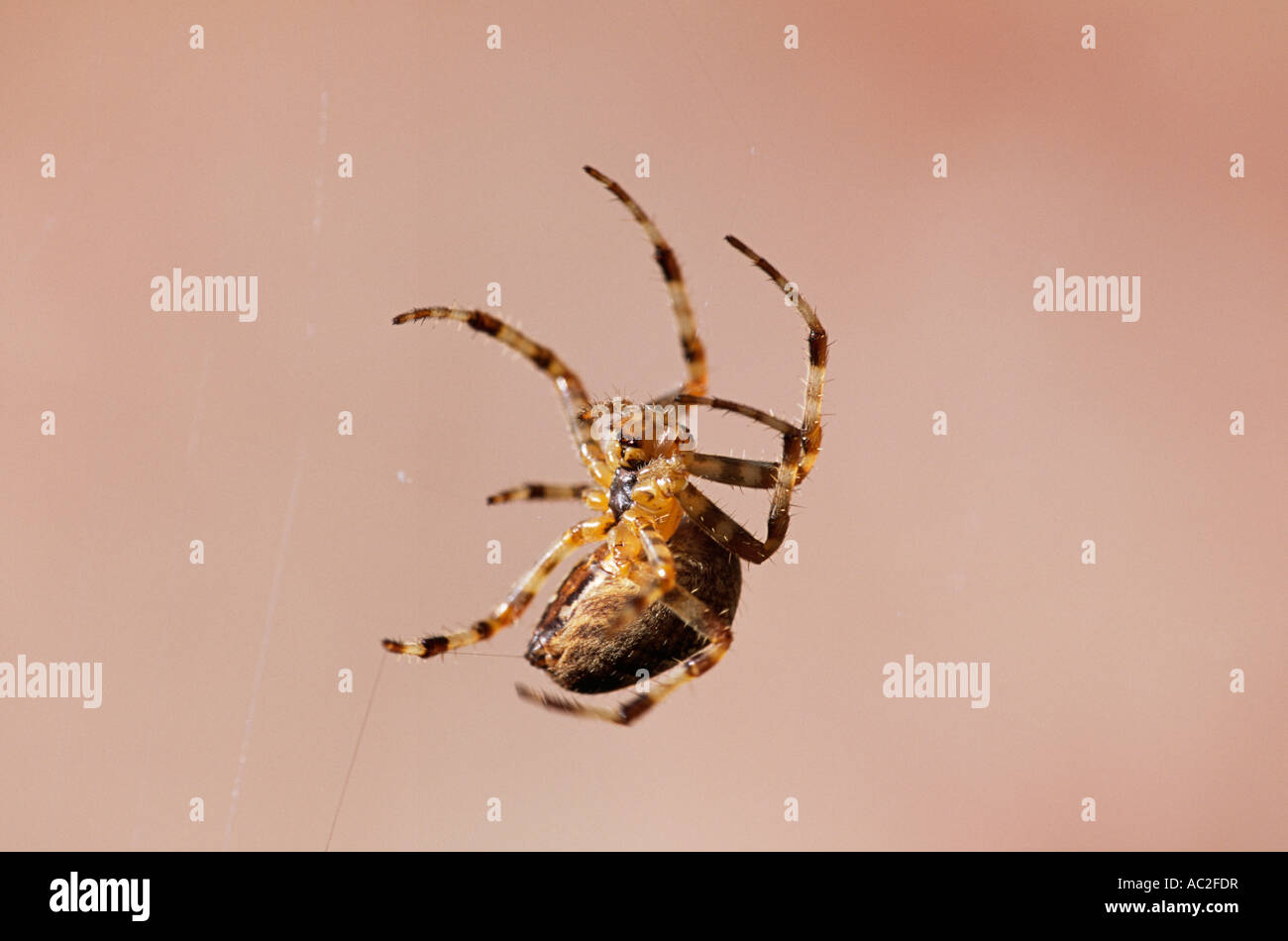 Garden Spider in web Stock Photo - Alamy