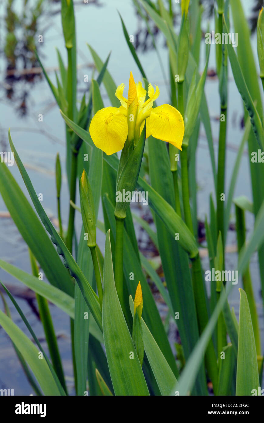 Yellow Flag Iris in typical location Stock Photo