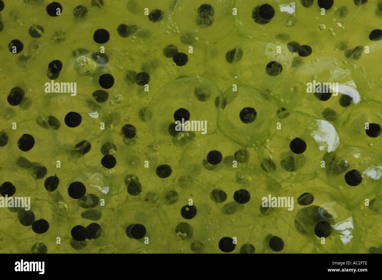 Common Frog Spawn in close up Stock Photo Alamy