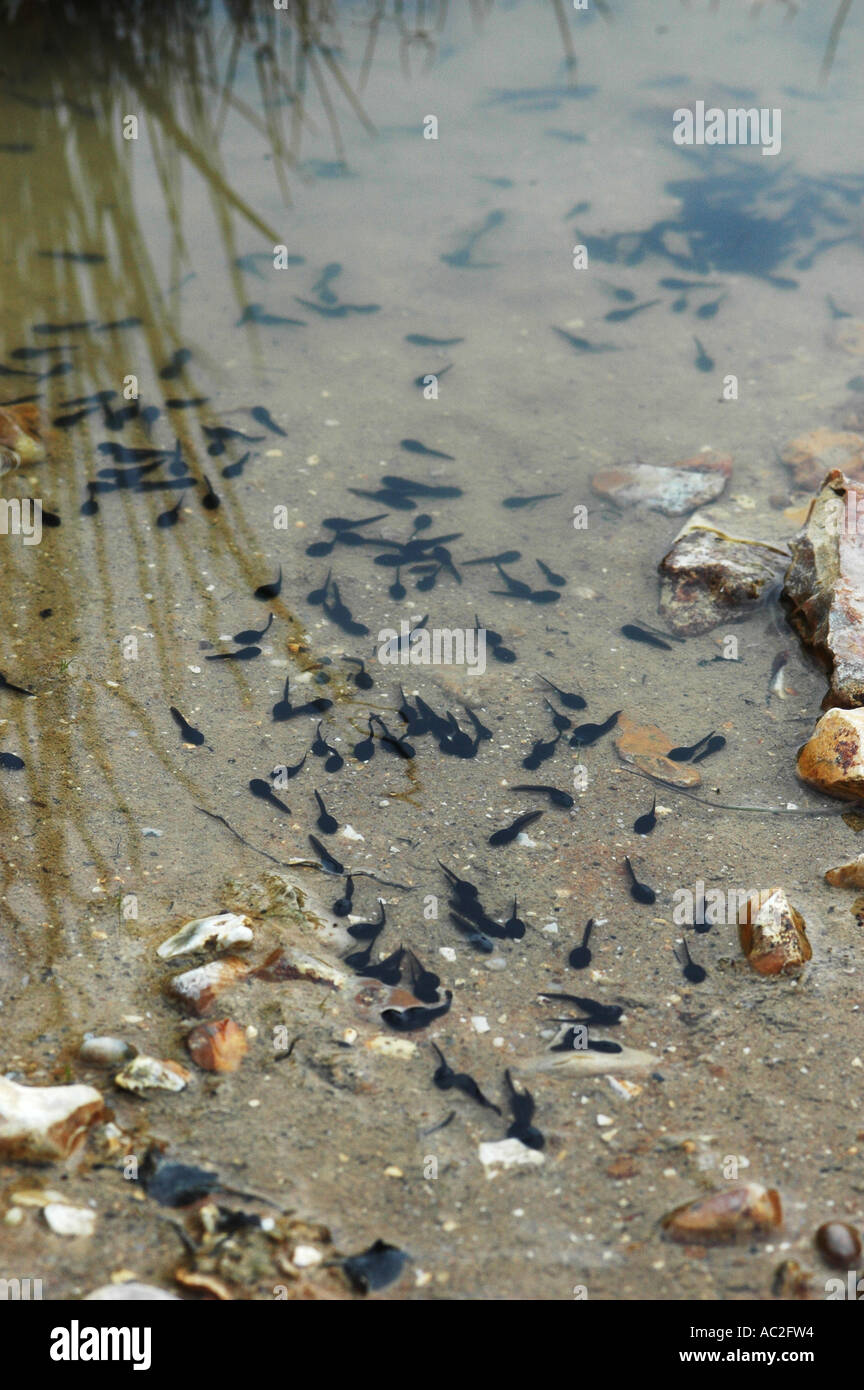 Common Frog Tadpoles in shallow water Stock Photo Alamy