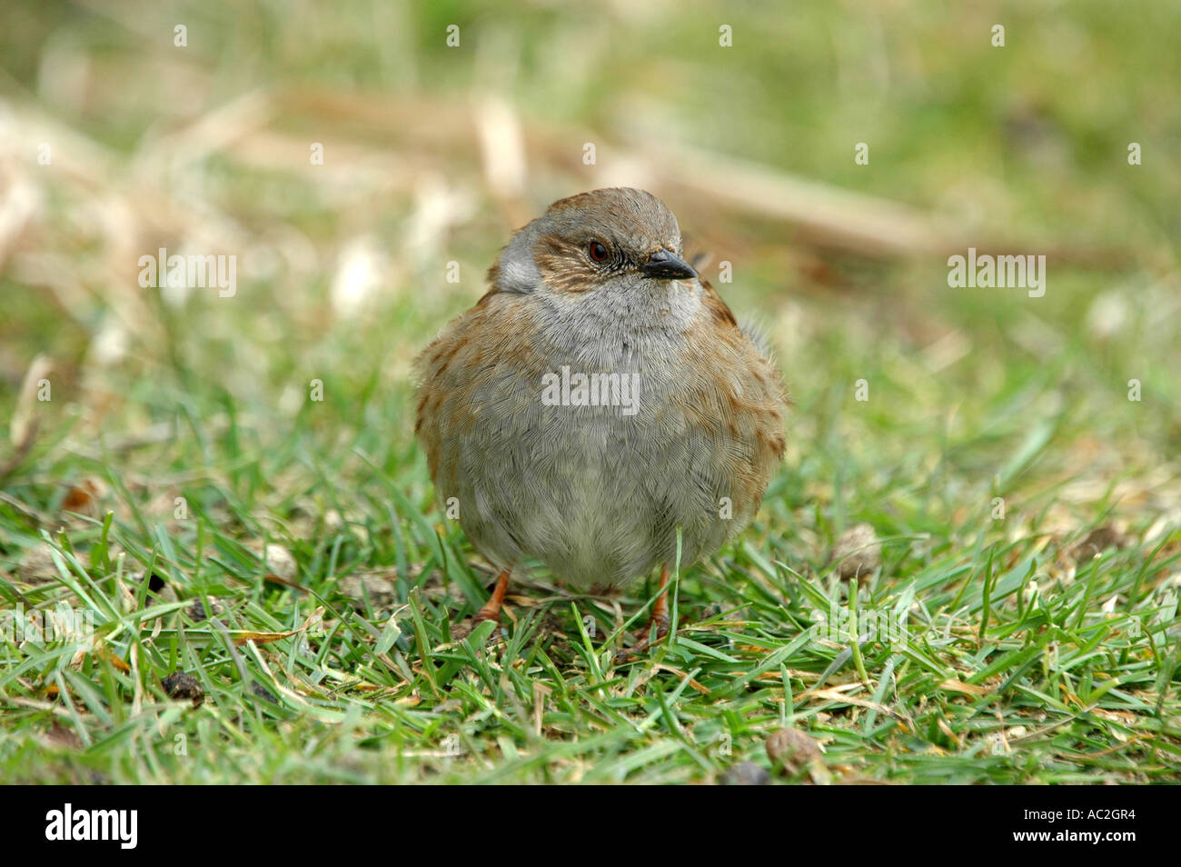 Dunnock Feeding On The Ground Stock Photo Alamy dunnock-feeding-on-the-ground-stock-photo-alamy