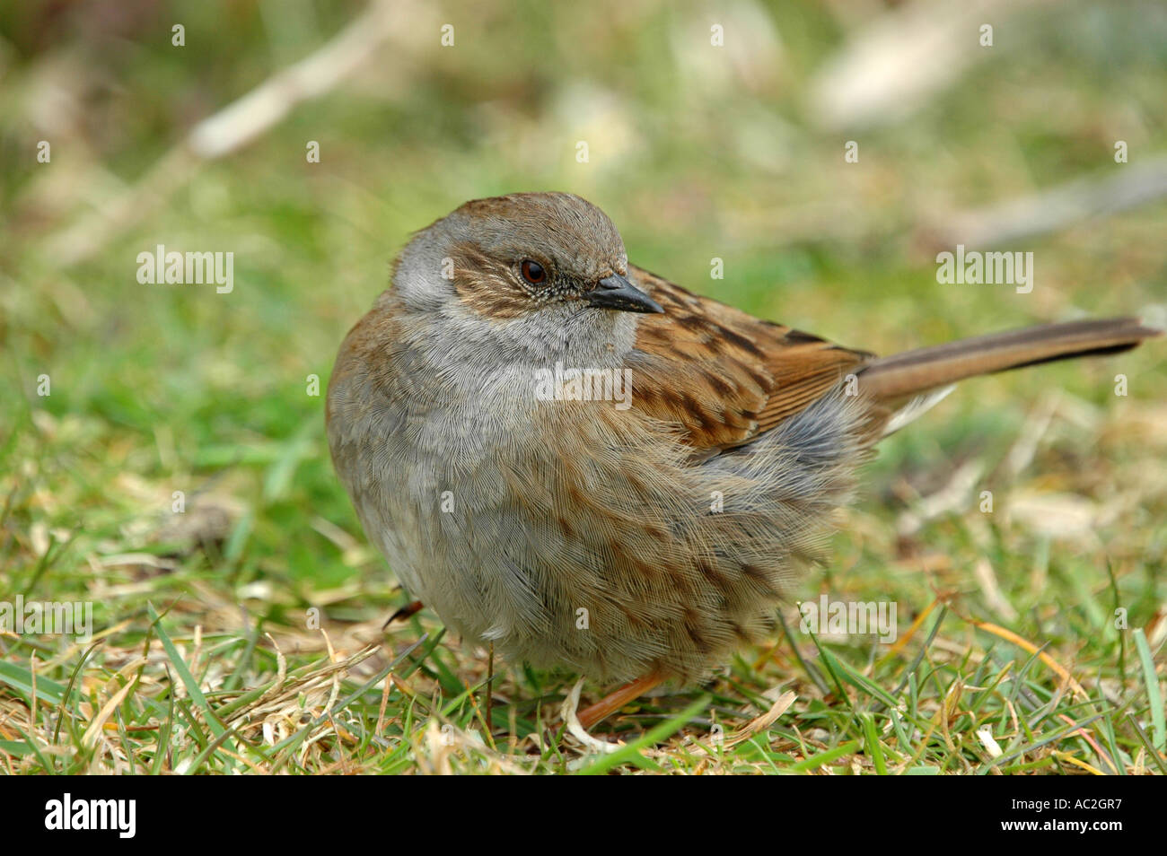 Dunnock feeding on the ground Stock Photo