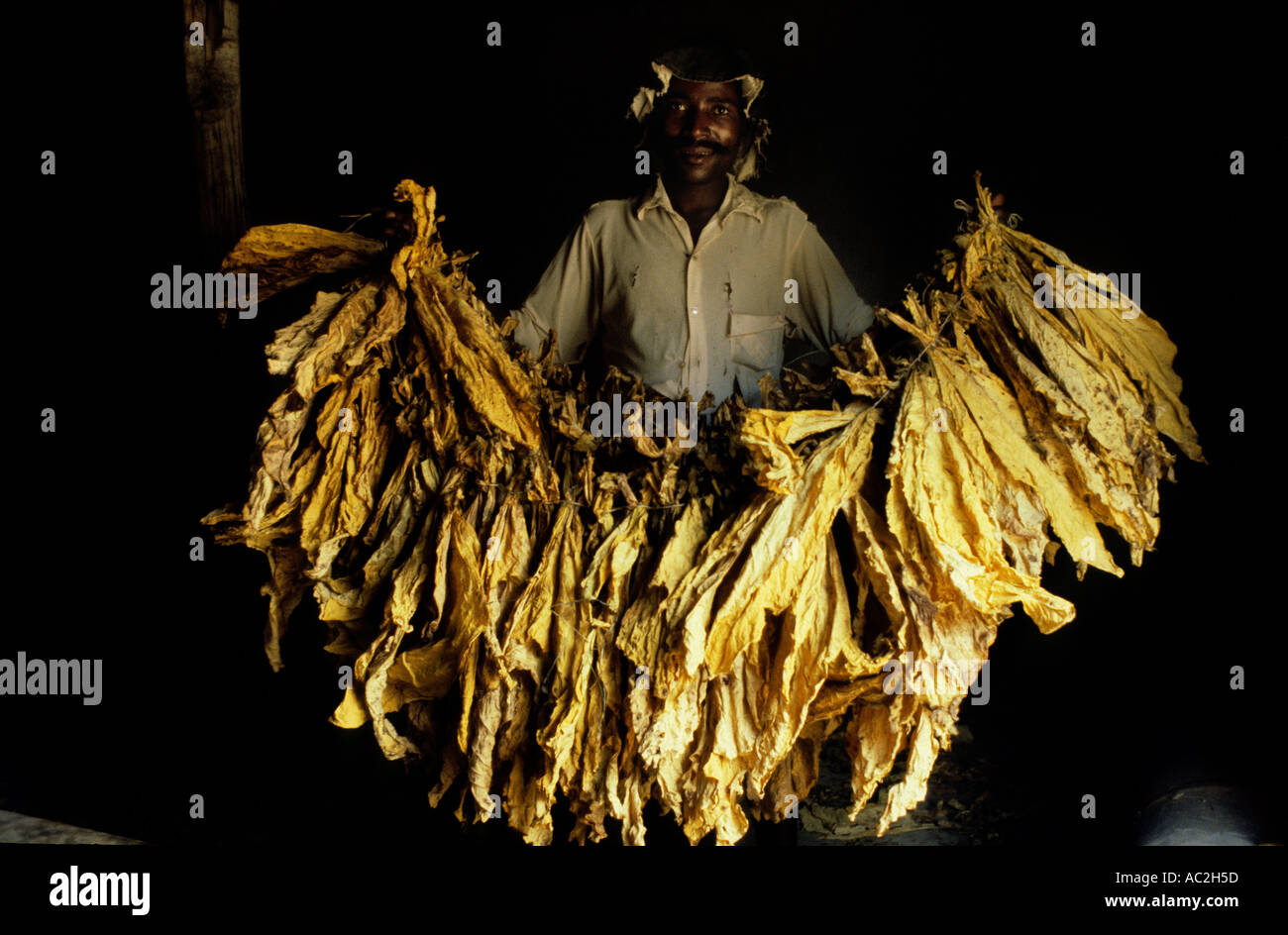 ZIMBABWE TOBACCO FARM IN EASTERN ZIMBABWE RHODESIA 1982 Stock Photo - Alamy