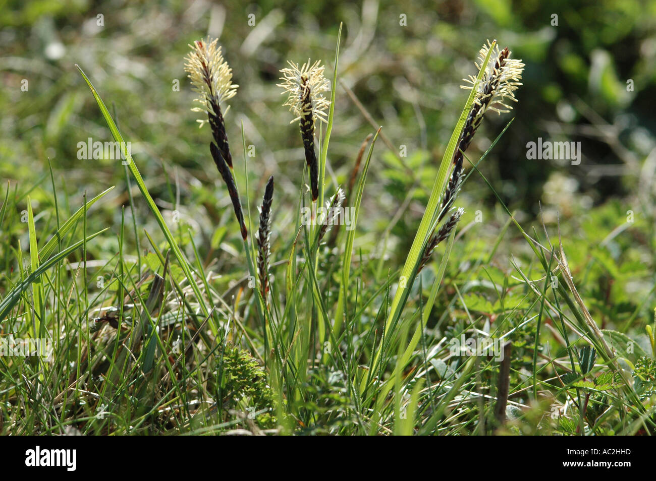 A Sedge flowering in detail Stock Photo
