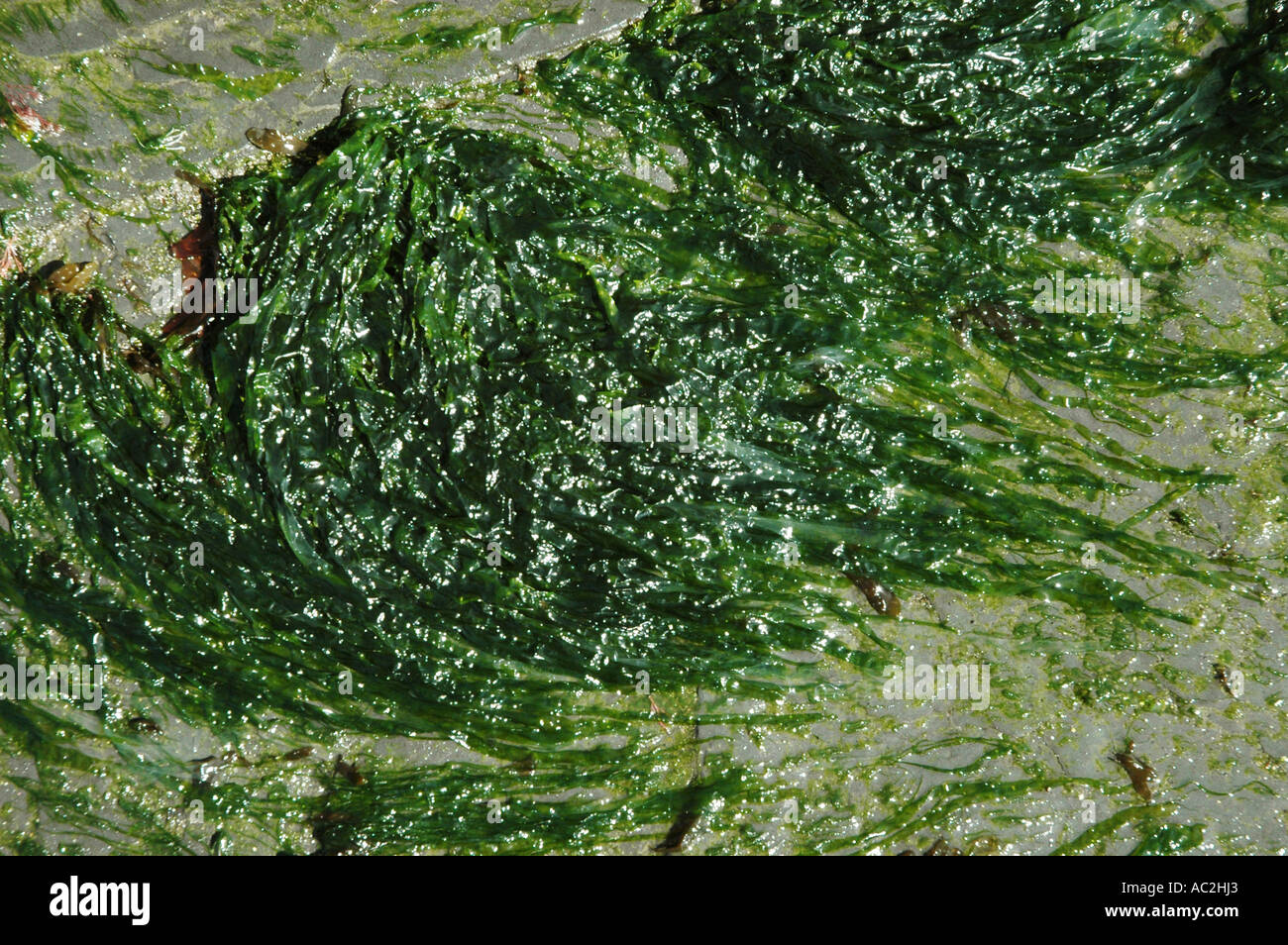 Sea Lettuce revealed at low tide Stock Photo Alamy