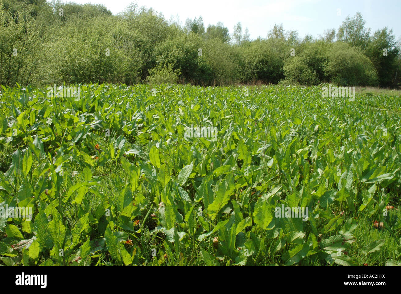 Weed docks hi-res stock photography and images - Alamy