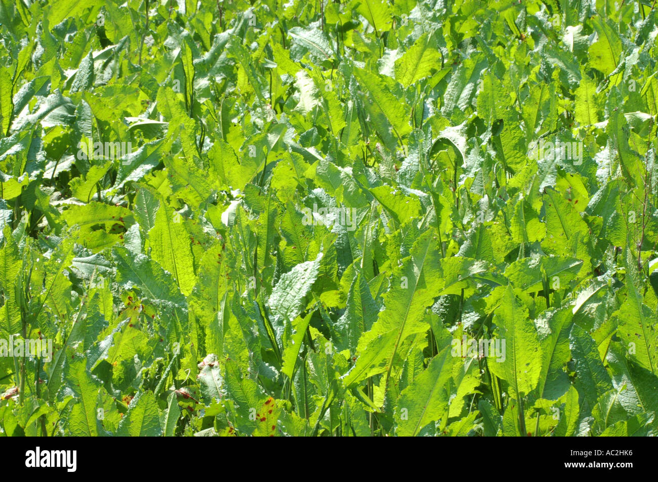 Perennial broad leaved weed hi-res stock photography and images - Alamy