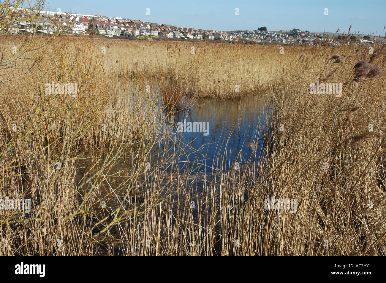 Reeds beds at Lodmoor Nature Reserve Weymouth Dorset with houses in