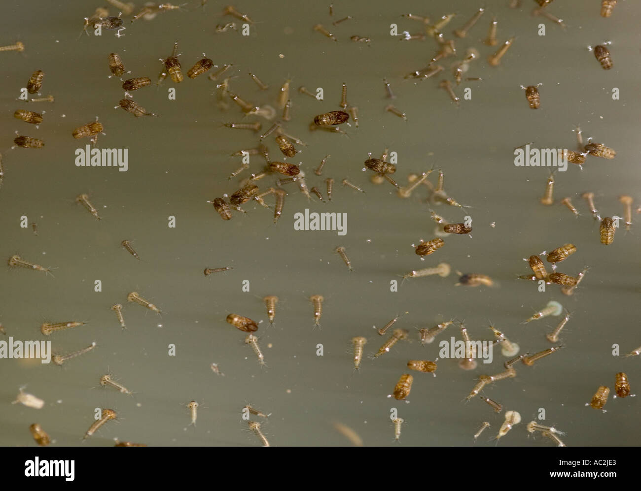 fly and mosquito larvae in stagnant water Stock Photo Alamy