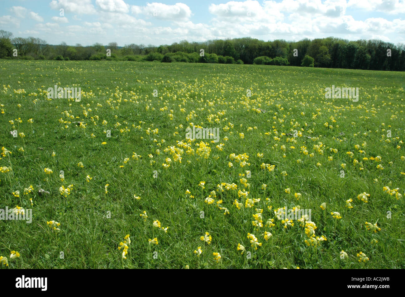 Cowslips growing in chalk downs setting Stock Photo
