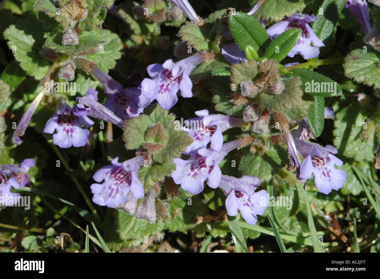 Ground Ivy forming a thick mat Stock Photo