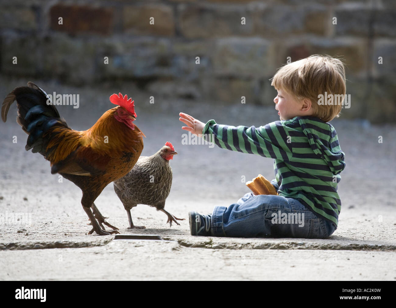 Boy feeding chickens hires stock photography and images Alamy