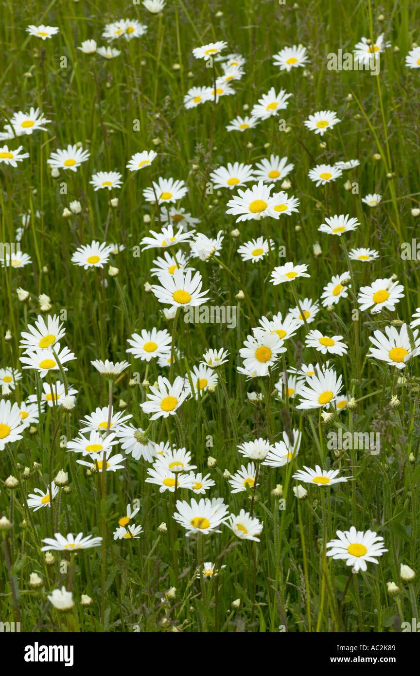 Ox eye Daisies growing in organic pasture land County Durham Stock