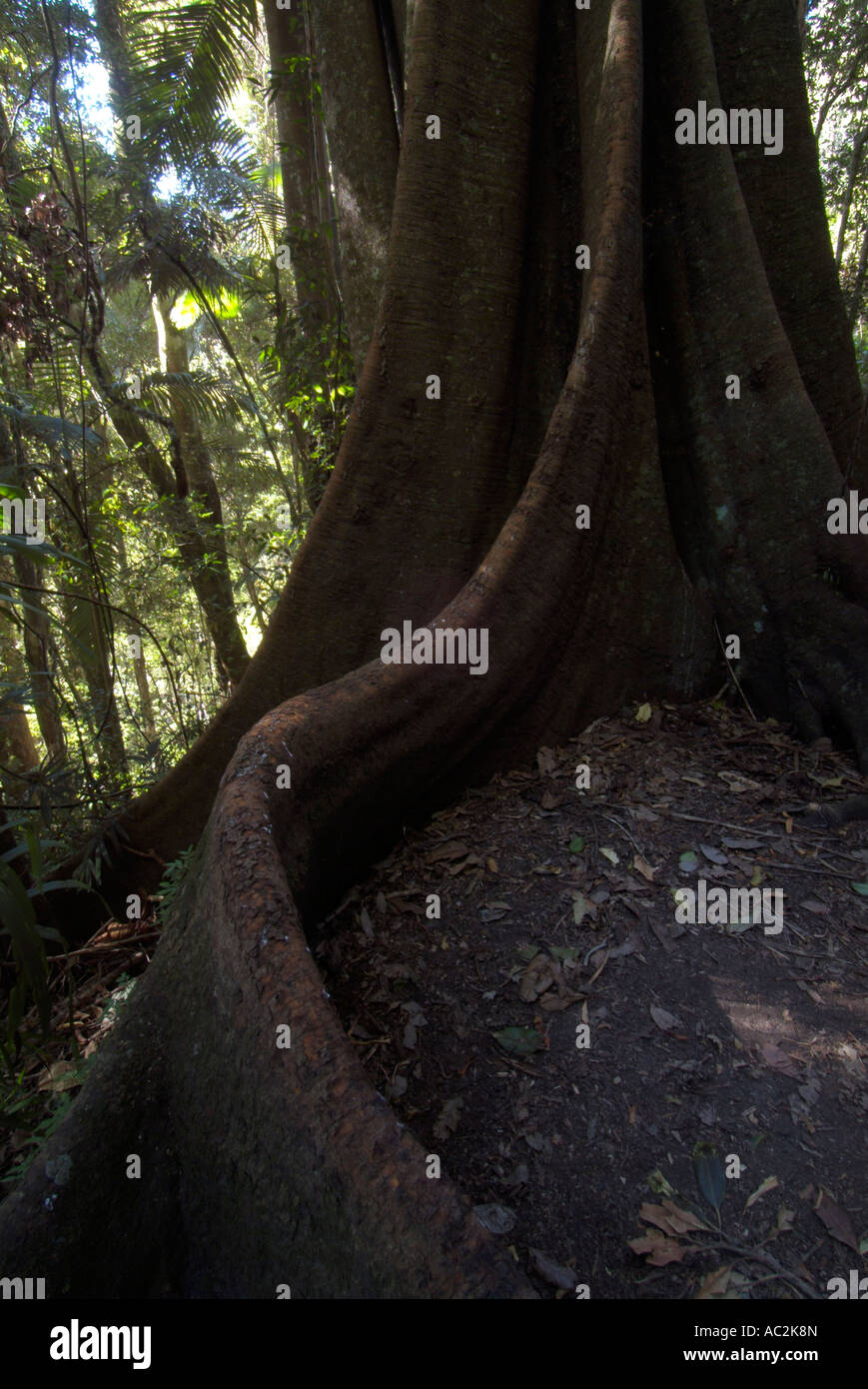 Butress roots of a strangler fig tree Lamington National Park ...