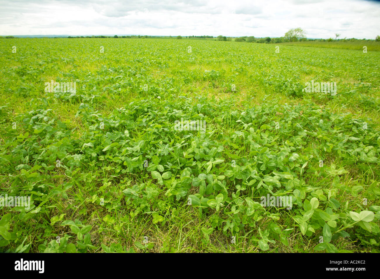 Clover growing in grazing land for organic milk cows Stock Photo