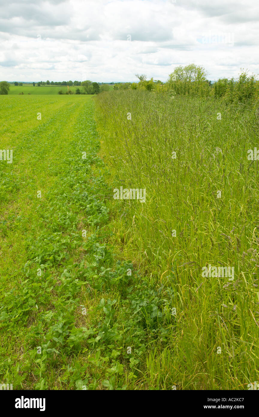 Clover growing in grazing land for organic milk cows Stock Photo Alamy