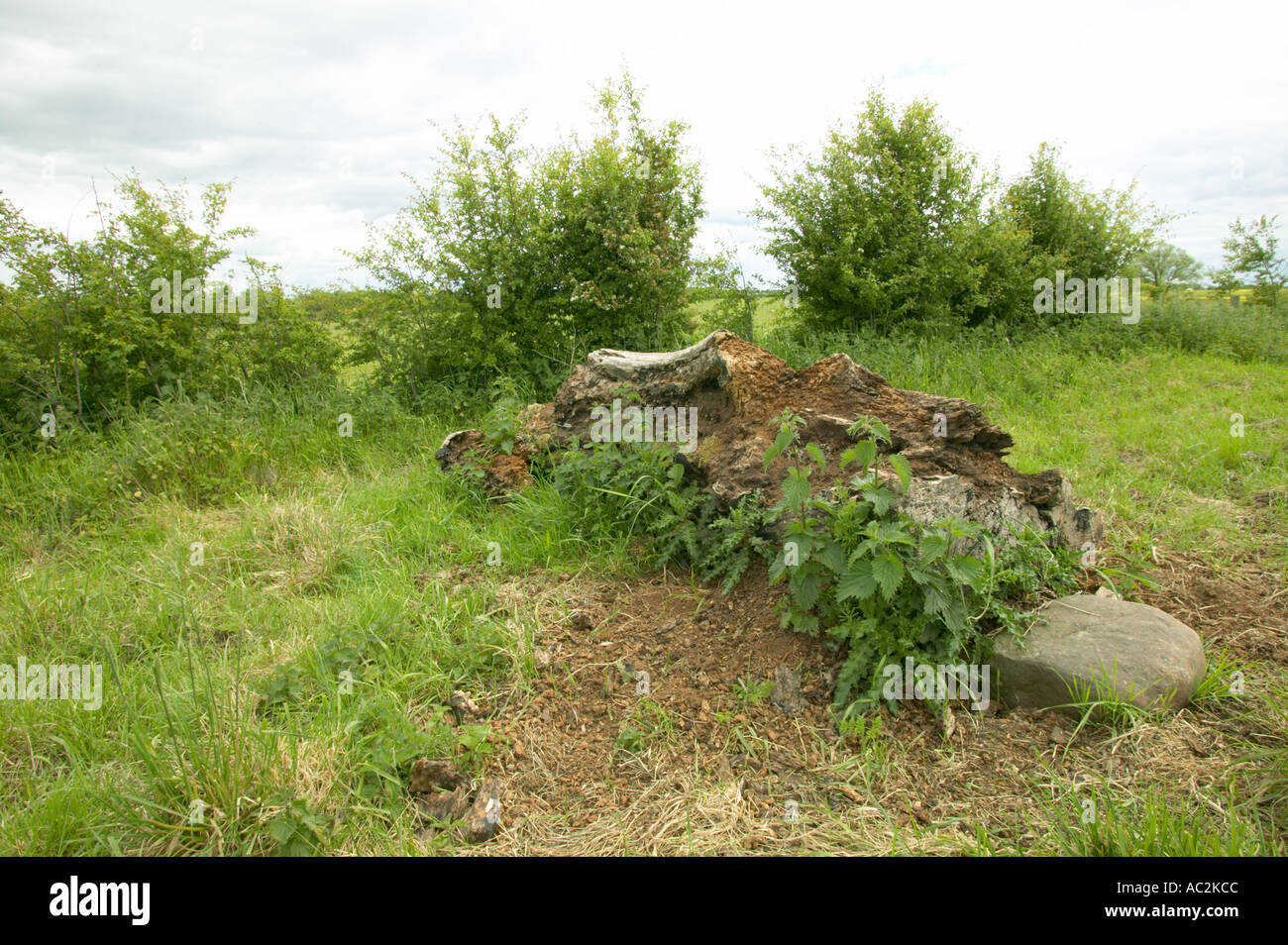 rotting tree trunk left to attract insects on organic dairy farm Stock Photo