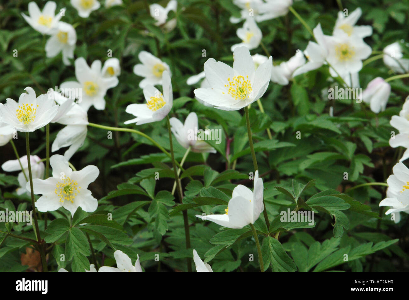 Wood Anemones growing on woodland floor Stock Photo Alamy