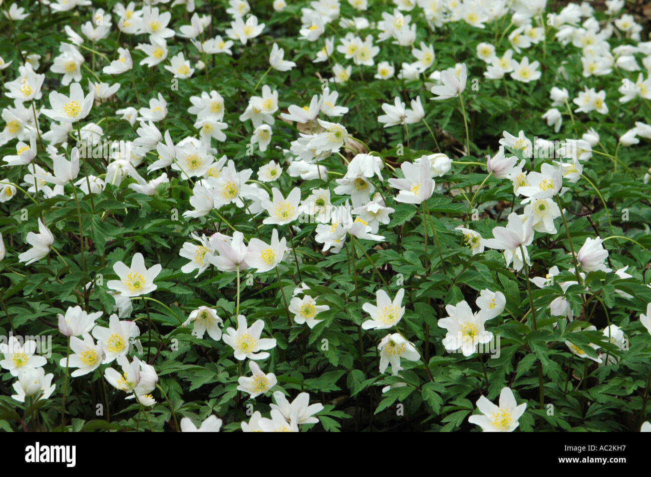 Wood Anemones growing on woodland floor Stock Photo Alamy