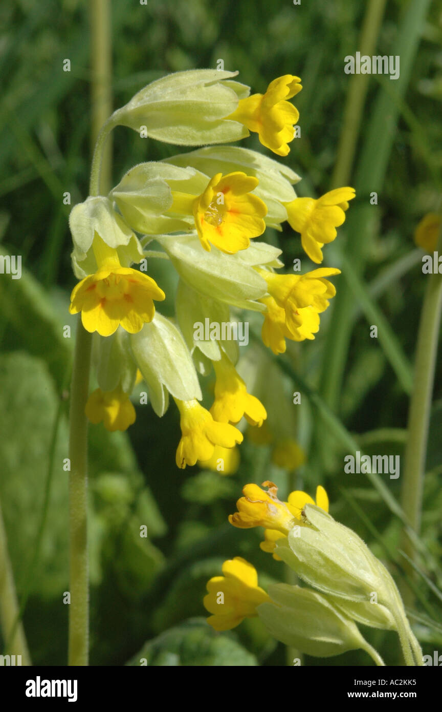 Cowslip growing in chalk downs setting Stock Photo