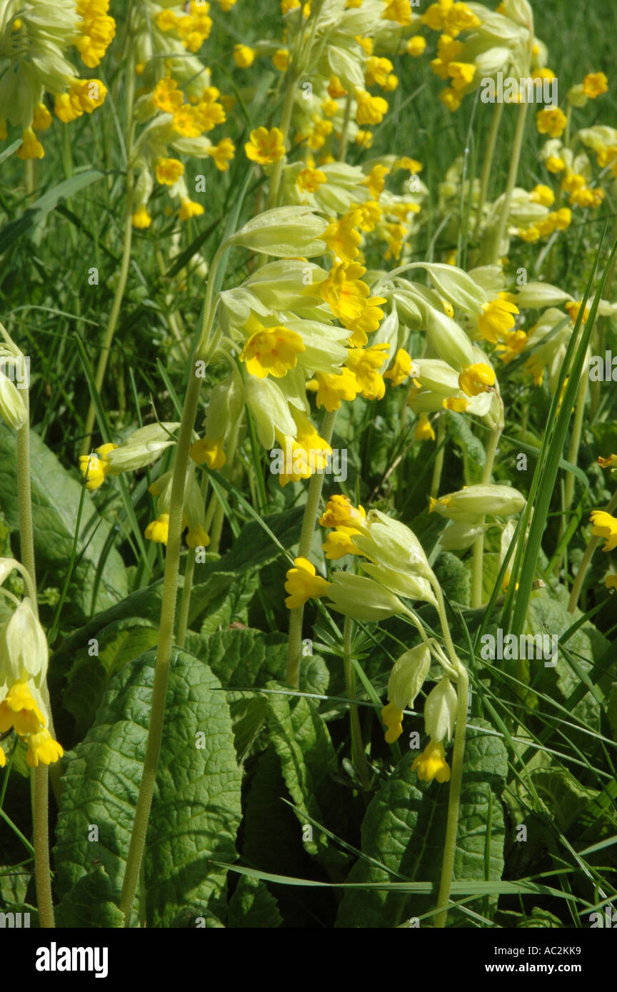 Cowslips growing in chalk downs setting Stock Photo