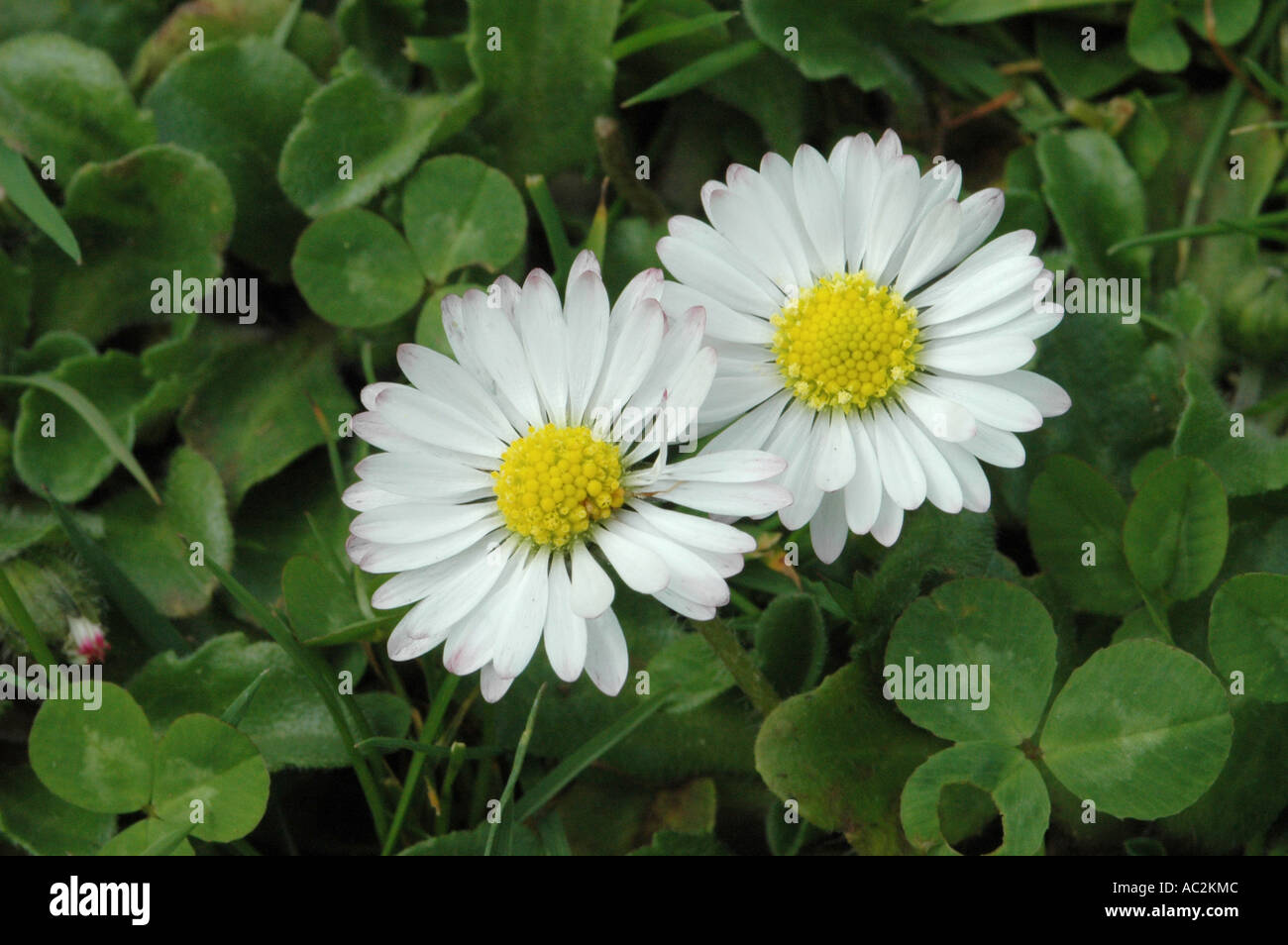 Stunning daisies hires stock photography and images Alamy