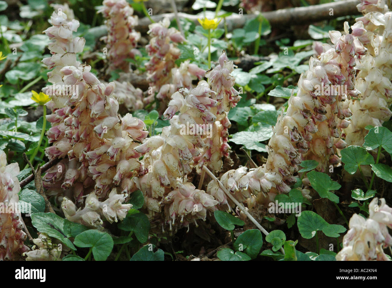 Toothwort growing in Hazel coppice Stock Photo