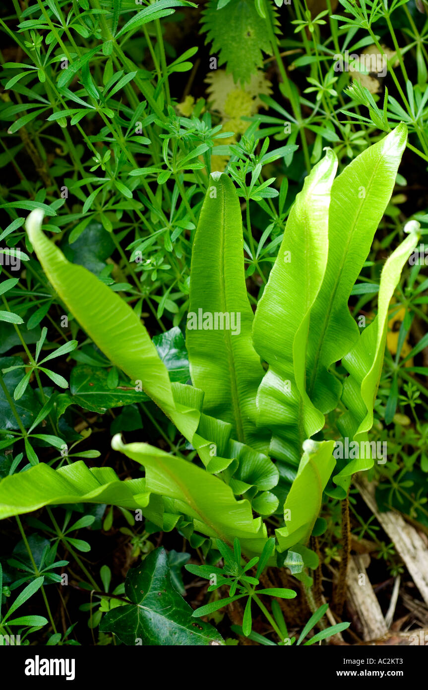 hart's-tongue fern Asplenium scolopendrium Stock Photo