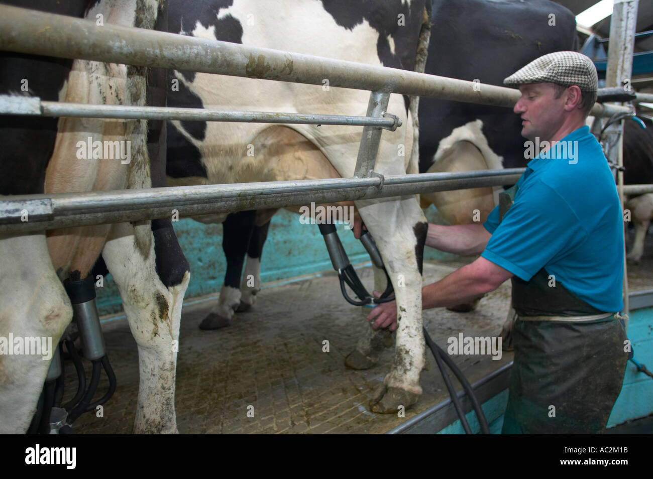 Dairy man milking cattle at Acorn Organic Dairy Stock Photo