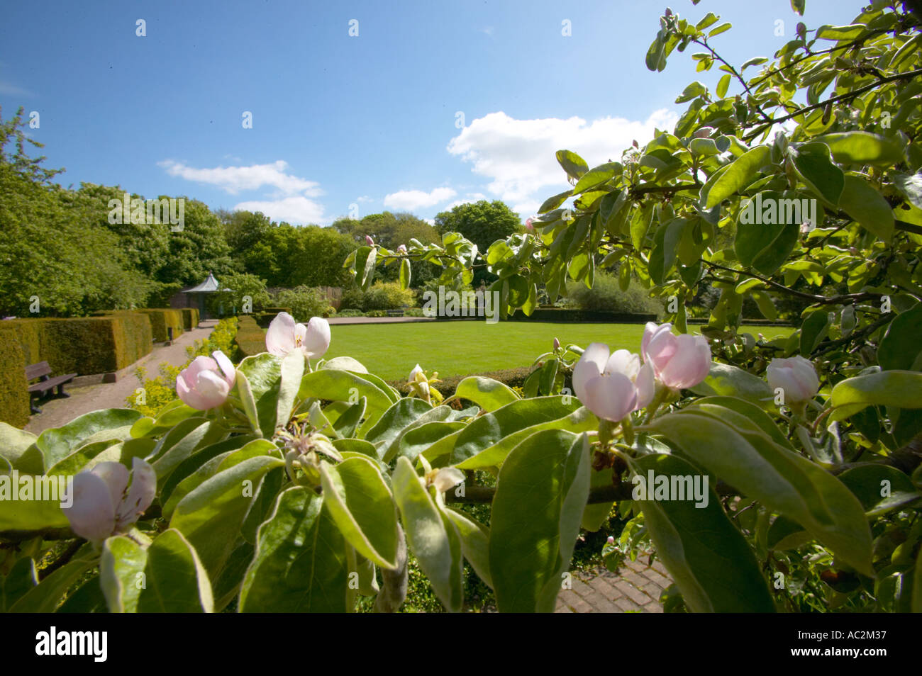Quinces at Norton Priory Garden Cheshire Stock Photo