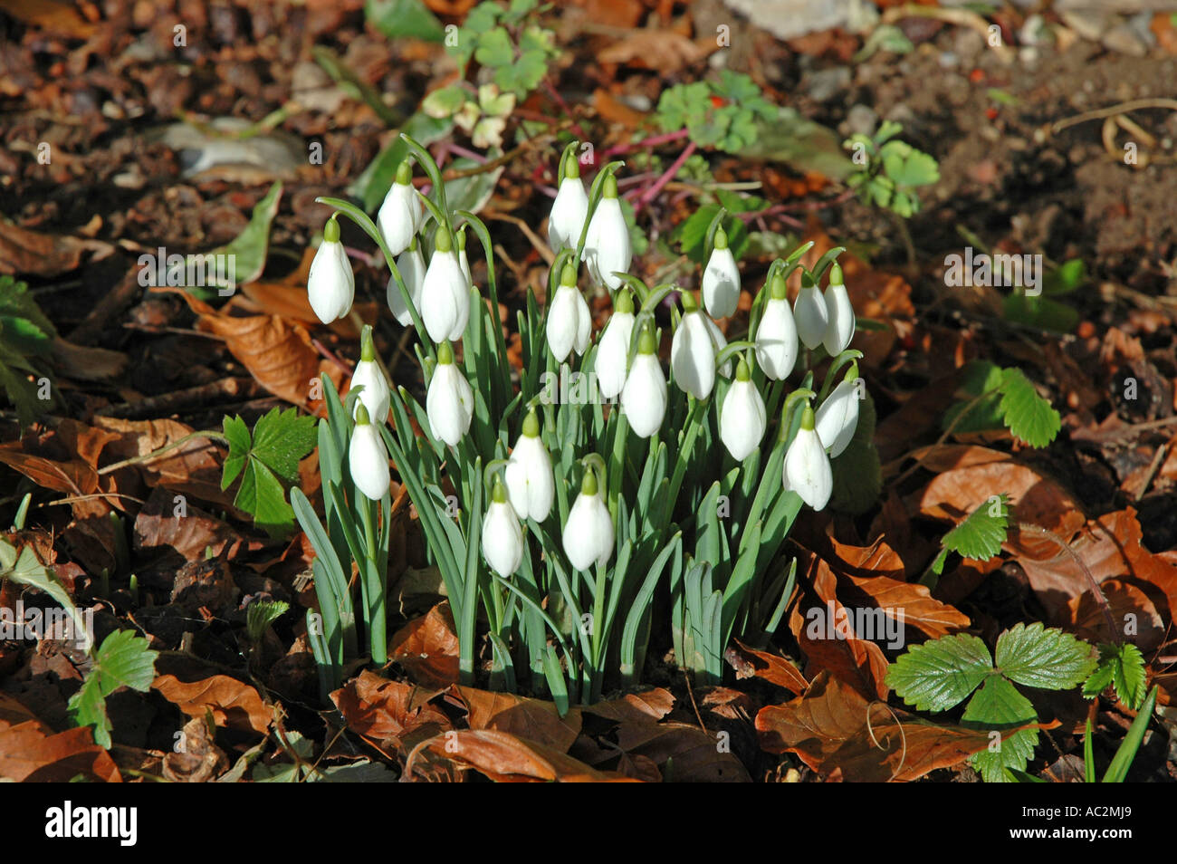 Cluster of Snowdrops in woodland Stock Photo