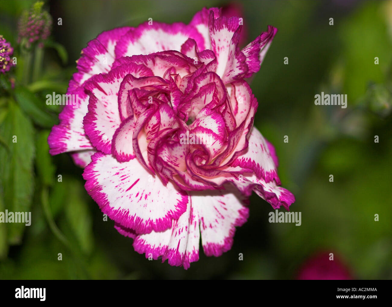 Beauty of a carnation bloom Stock Photo Alamy