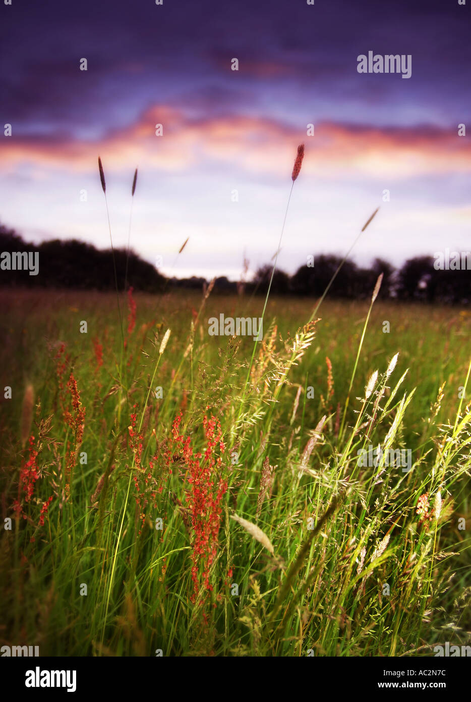 On grass hi-res stock photography and images - Alamy