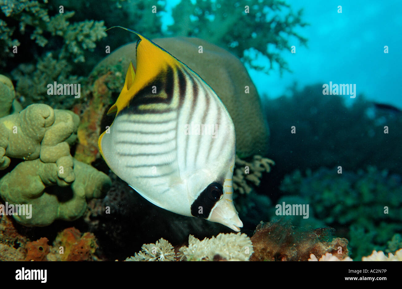 Threadfin butterflyfish Chaetodon auriga Sudan Africa Red Sea Stock Photo