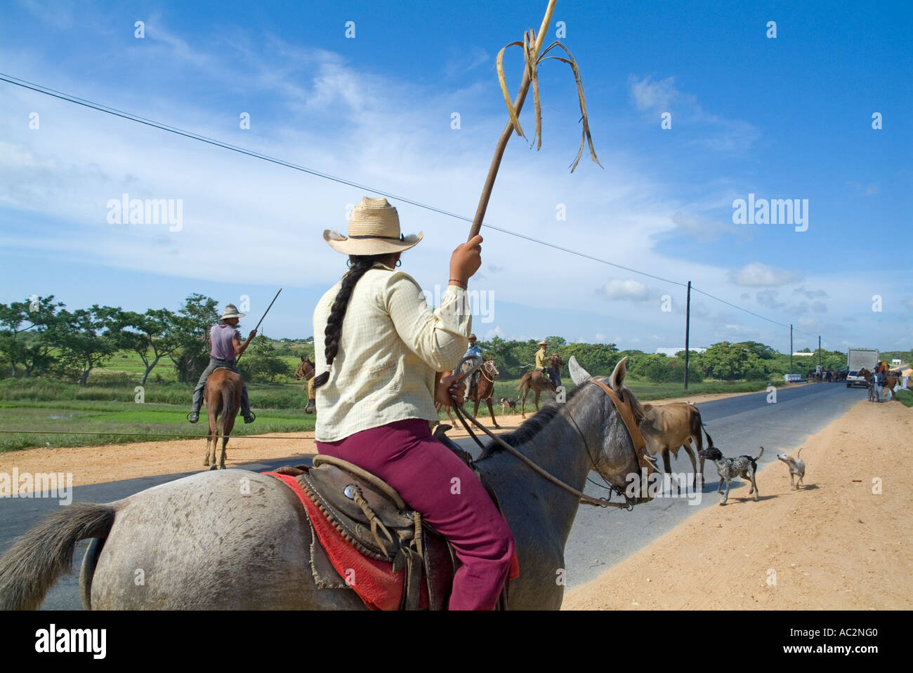 Cowboy herding cattle dog hi-res stock photography and images - Alamy