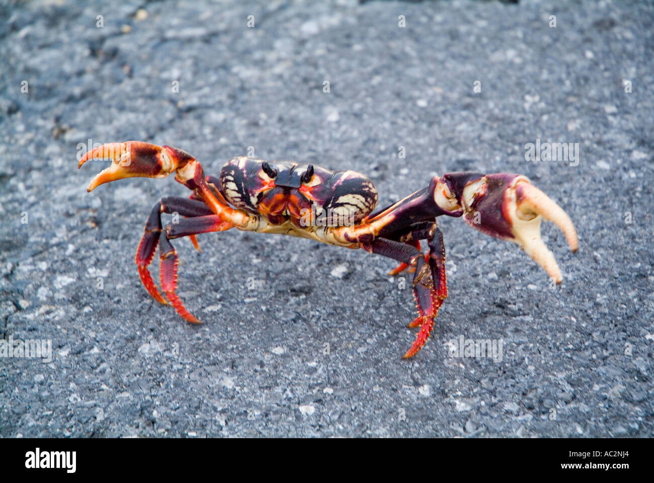A red land crab - Gecarcinus lateralis - on the road to Maria la Gorda, Cuba. Stock Photo
