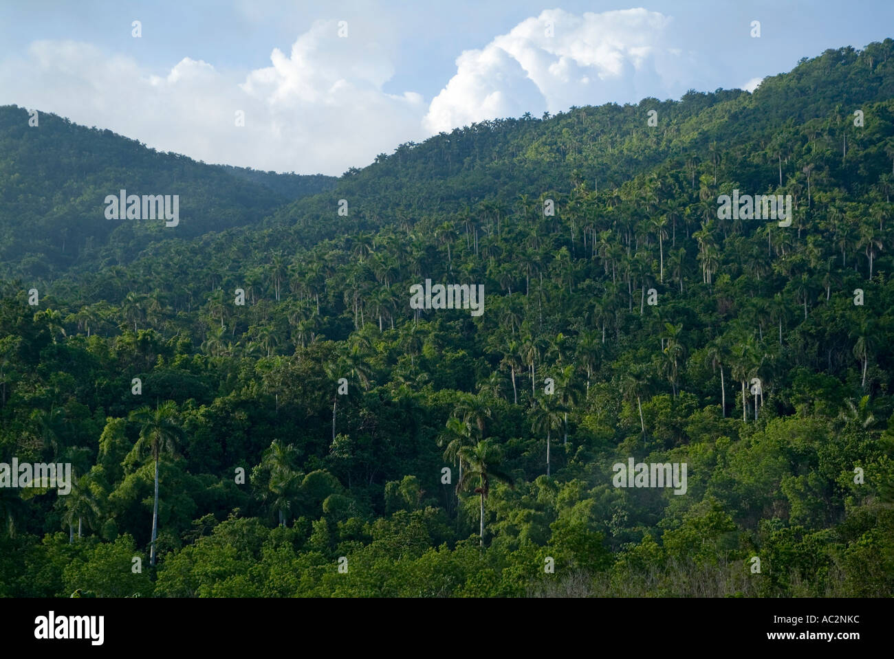 Lush green hills forest hi-res stock photography and images - Alamy