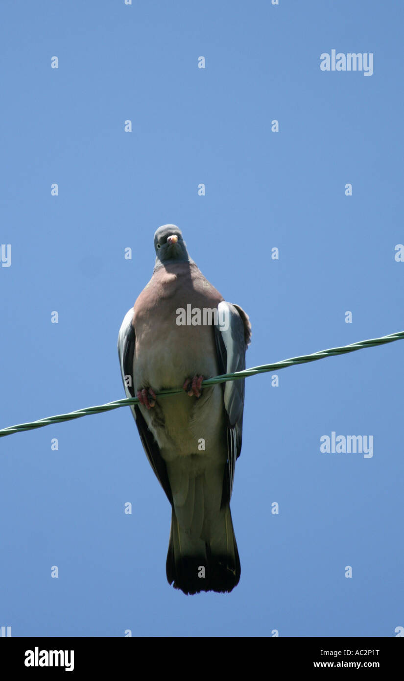 Wood pigeon Columba palumbas Stock Photo
