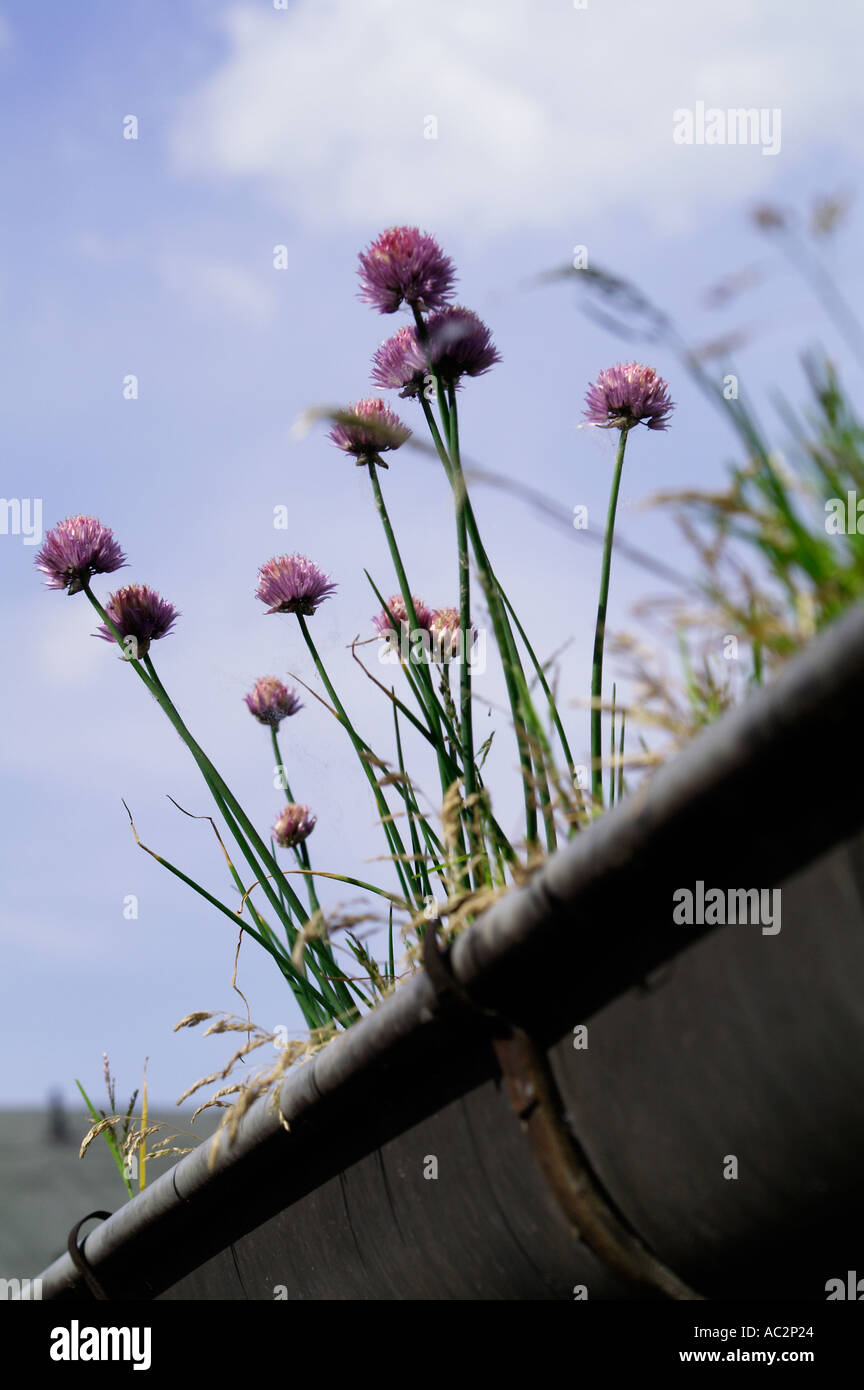 chives in gutter Stock Photo
