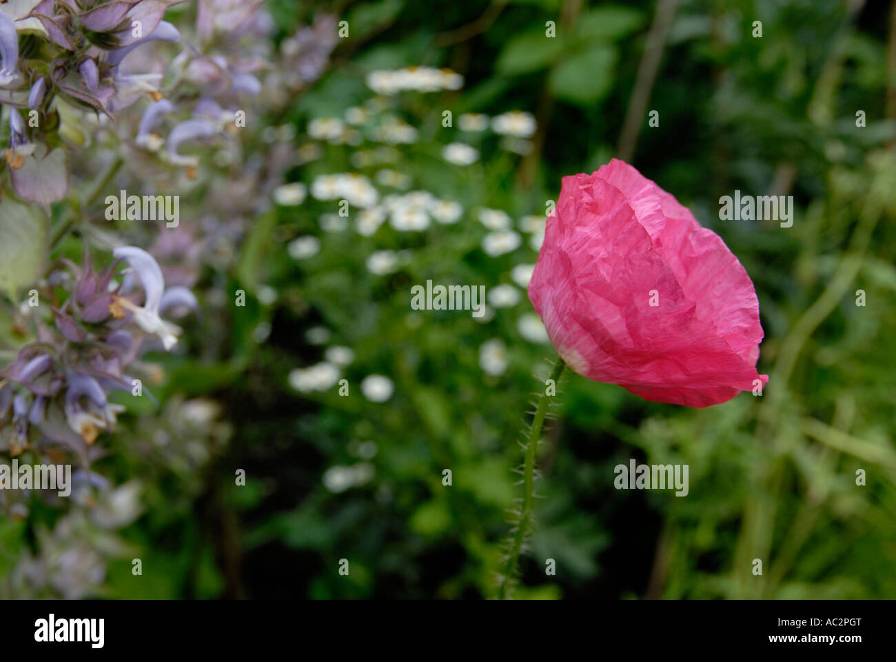 Oriental Poppy, Papaver orientalis, Clary Sage, Salvia sclarea and Feverfew, Tanacetum parthenium. Stock Photo