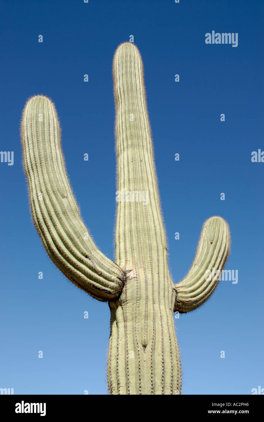 Cactus arms hires stock photography and images Alamy