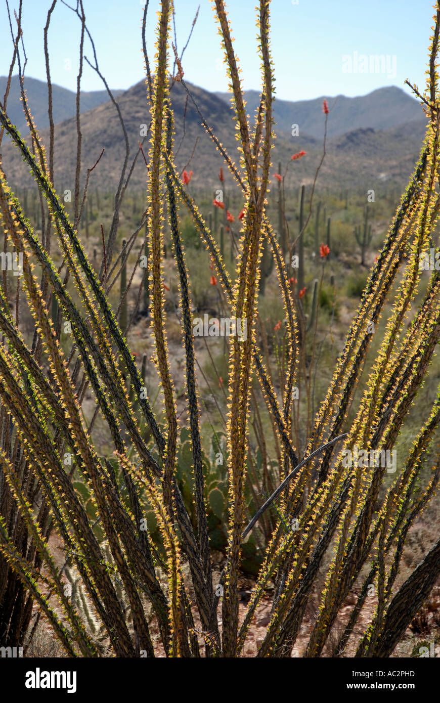 Ocotillo, Fonquieria splendens, stems backlit with red ocotillo flowers, Sonoran Desert, southwest USA Stock Photo